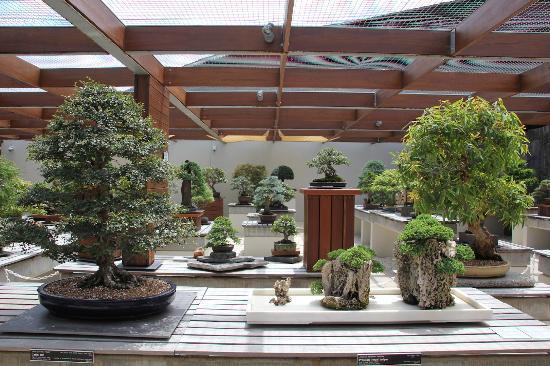 National Bonsai & Penjing Collection
